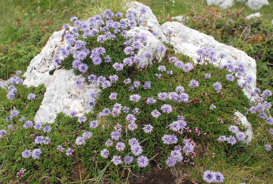 Piante interessanti dal P. Naz. D''Abruzzo